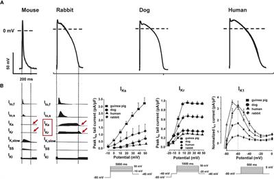 Transgenic Rabbit Models in Proarrhythmia Research